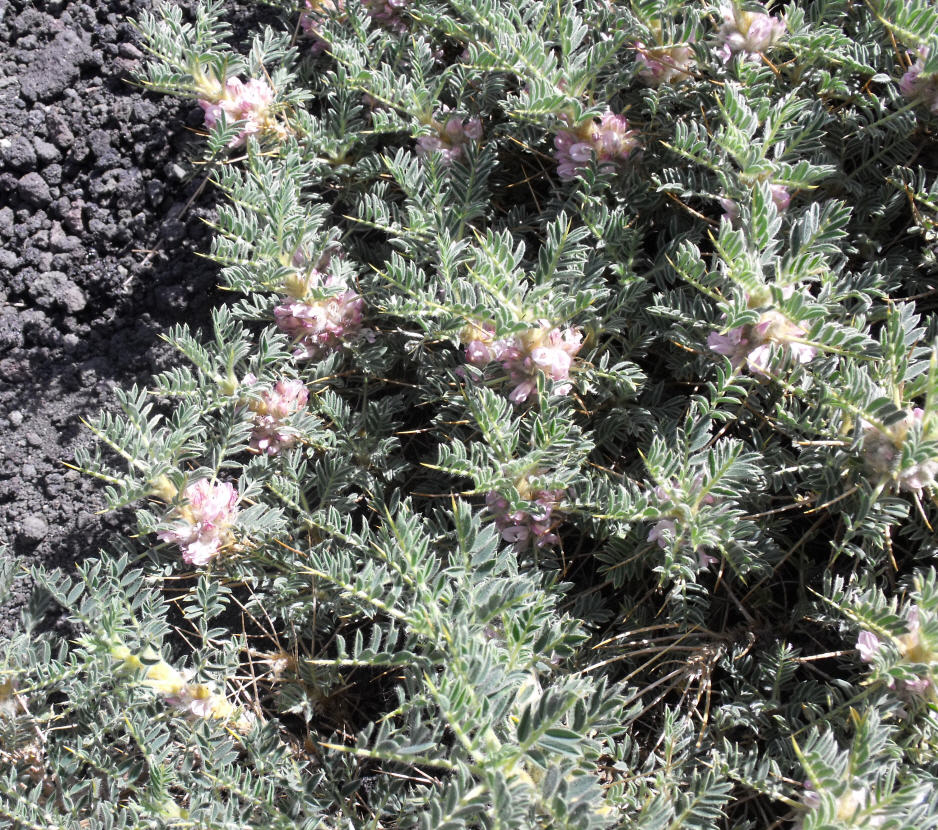 Astragalus siculus (=Astracantha sicula /Astragalo dell''Etna